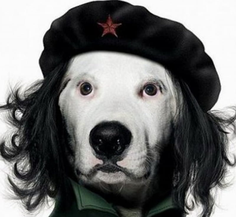 CHE GUEVARA IMPERSONATER, funny, abstract, animal, dog, HD wallpaper