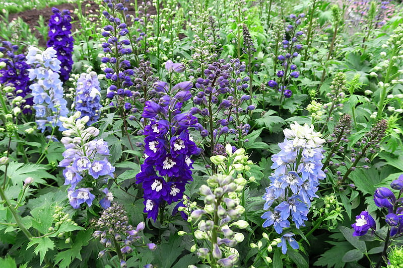 Delphinium, purple, flower, garden, bonito, blue, HD wallpaper