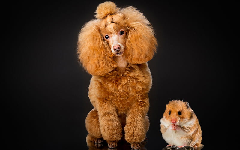 brown poodle, hamster, cute animals, friendship concepts, dog breeds, poodle, HD wallpaper