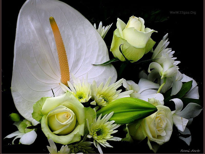 Calas, still life, bouquet, flower, nature, HD wallpaper