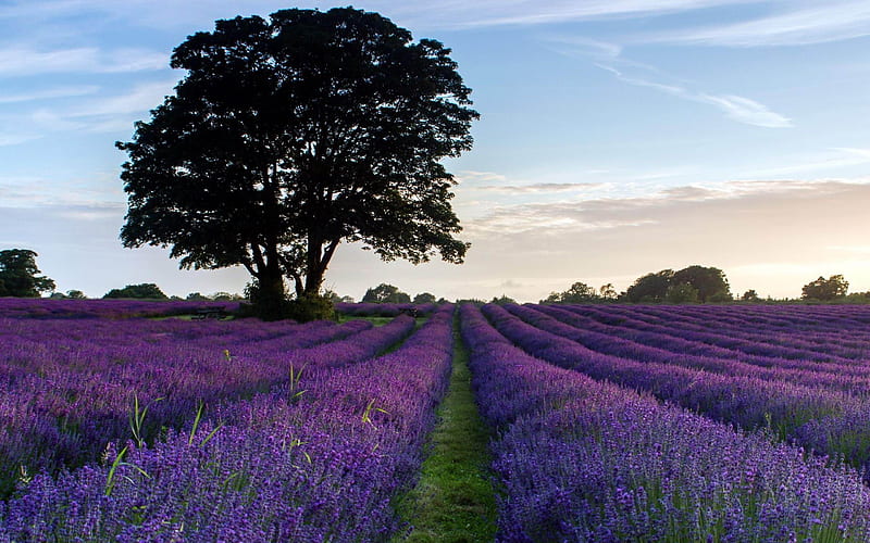 Lavender Purple-Landscape, HD wallpaper