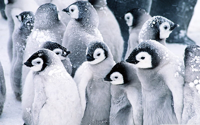 baby penguins-birds, HD wallpaper