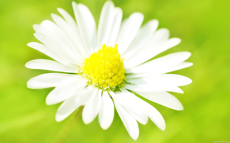 white daisy, HD wallpaper
