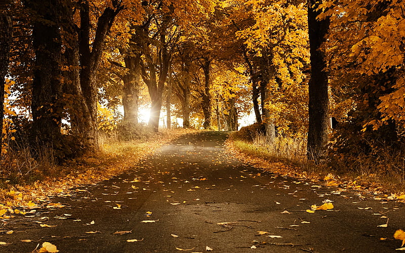Beautiful maple forest- Autumn Landscape, HD wallpaper