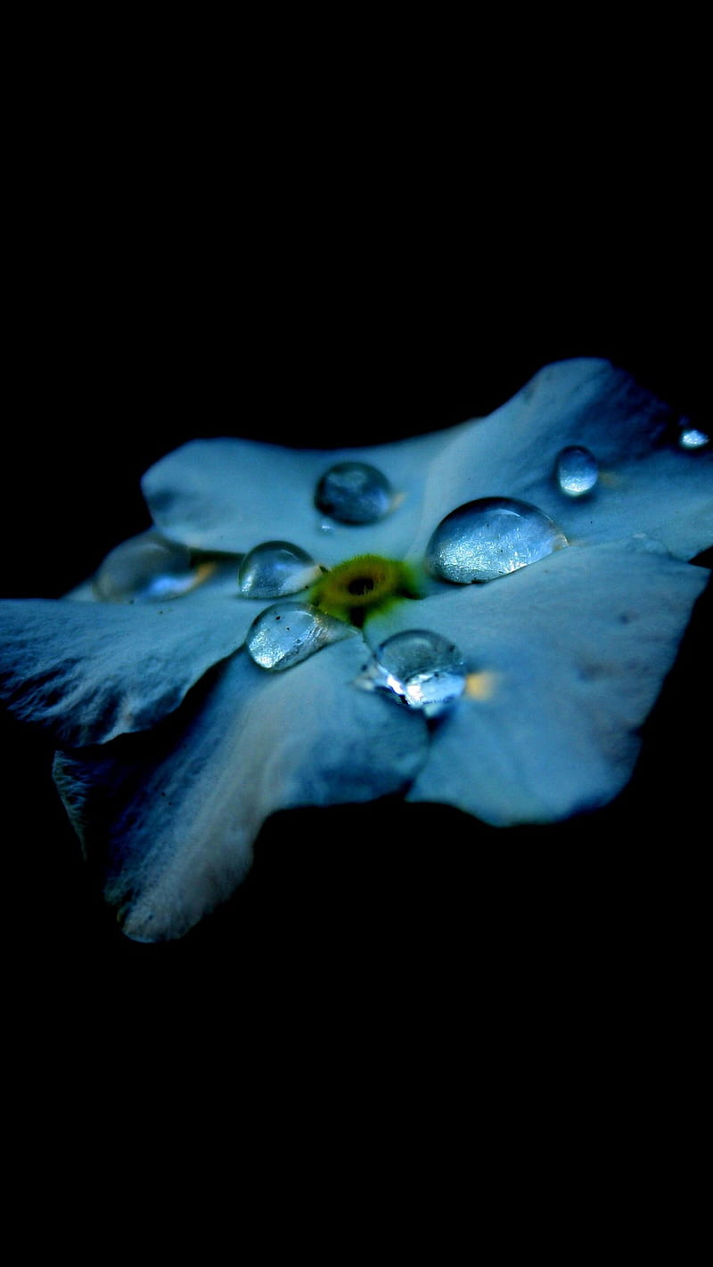 Dew Drops on Flower , black, dark, oled, flowers, HD phone wallpaper