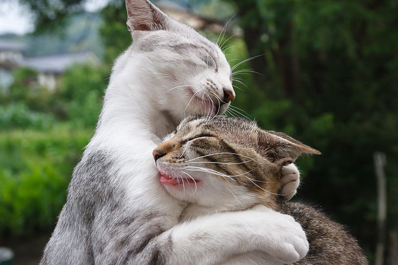 Cat Hug, Hug, Cat, purr, kitten, animal, HD wallpaper