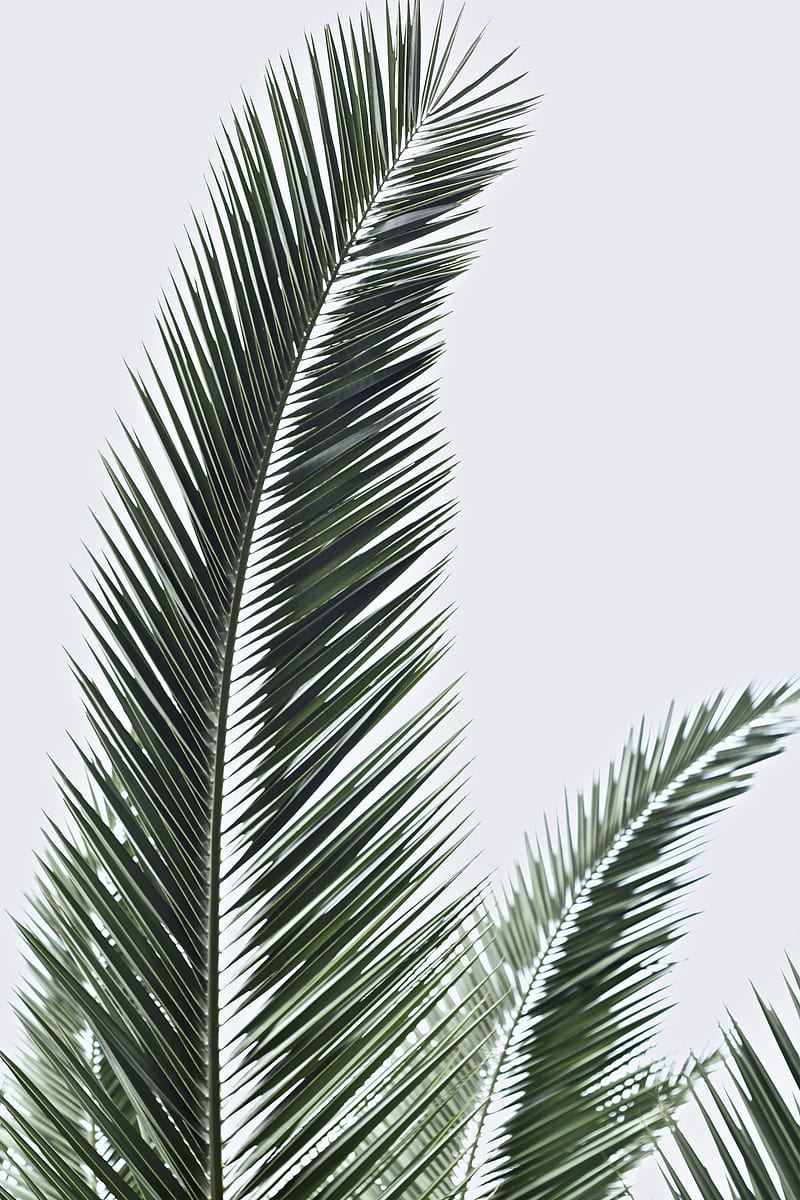 Palm Fronds, HD phone wallpaper