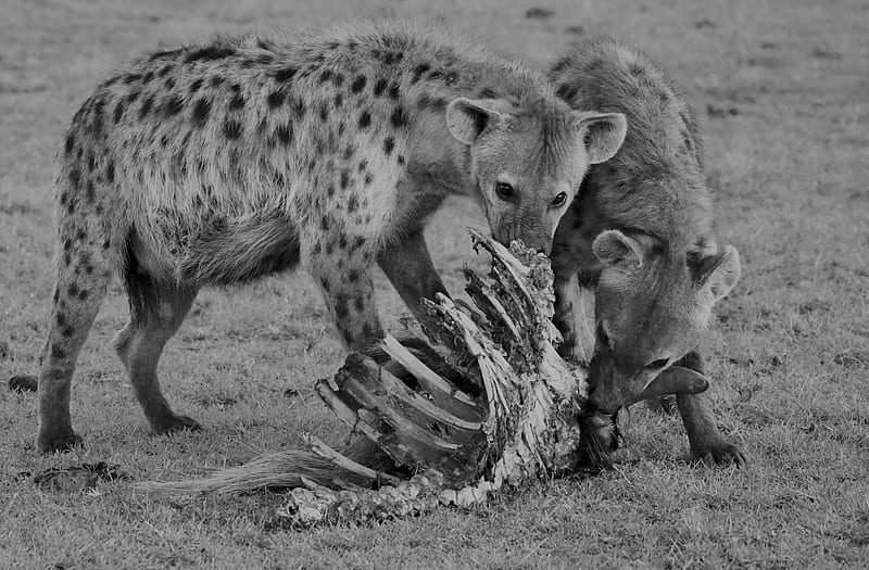 Cats, Hyena, Wildlife , predator (Animal) , Africa , Maasai Mara National Reserve , Eating , Bones, HD wallpaper