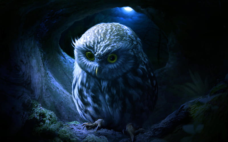 Small Owl, wildlife, owl in the nest, moon, night, predatory bird, Owl at night, Owl, Strigiformes, HD wallpaper