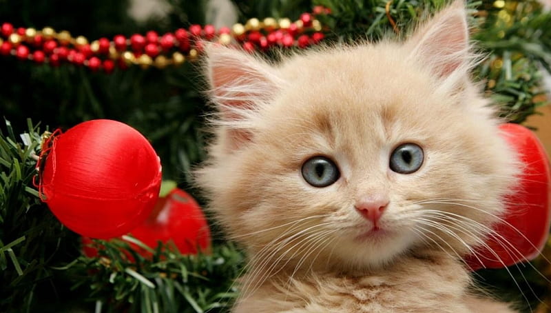 Christmas Kitty, cute, christmas, kittens, cats, animals, HD wallpaper ...