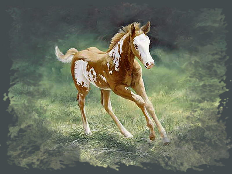 Twister - Paint Colt F2mp, art, colt, paint, equine, horse, animal, cederstrand, painting, pasture, romp, robert cederstrand, HD wallpaper