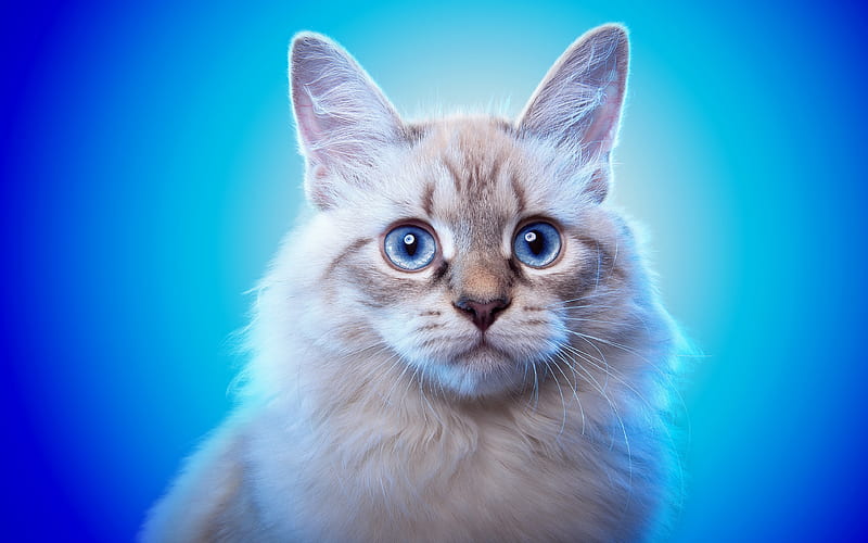 Ojos Azules Cat, white cat, blue eyes, cats, close-up, pets, domestic cats, Ojos Azules, HD wallpaper