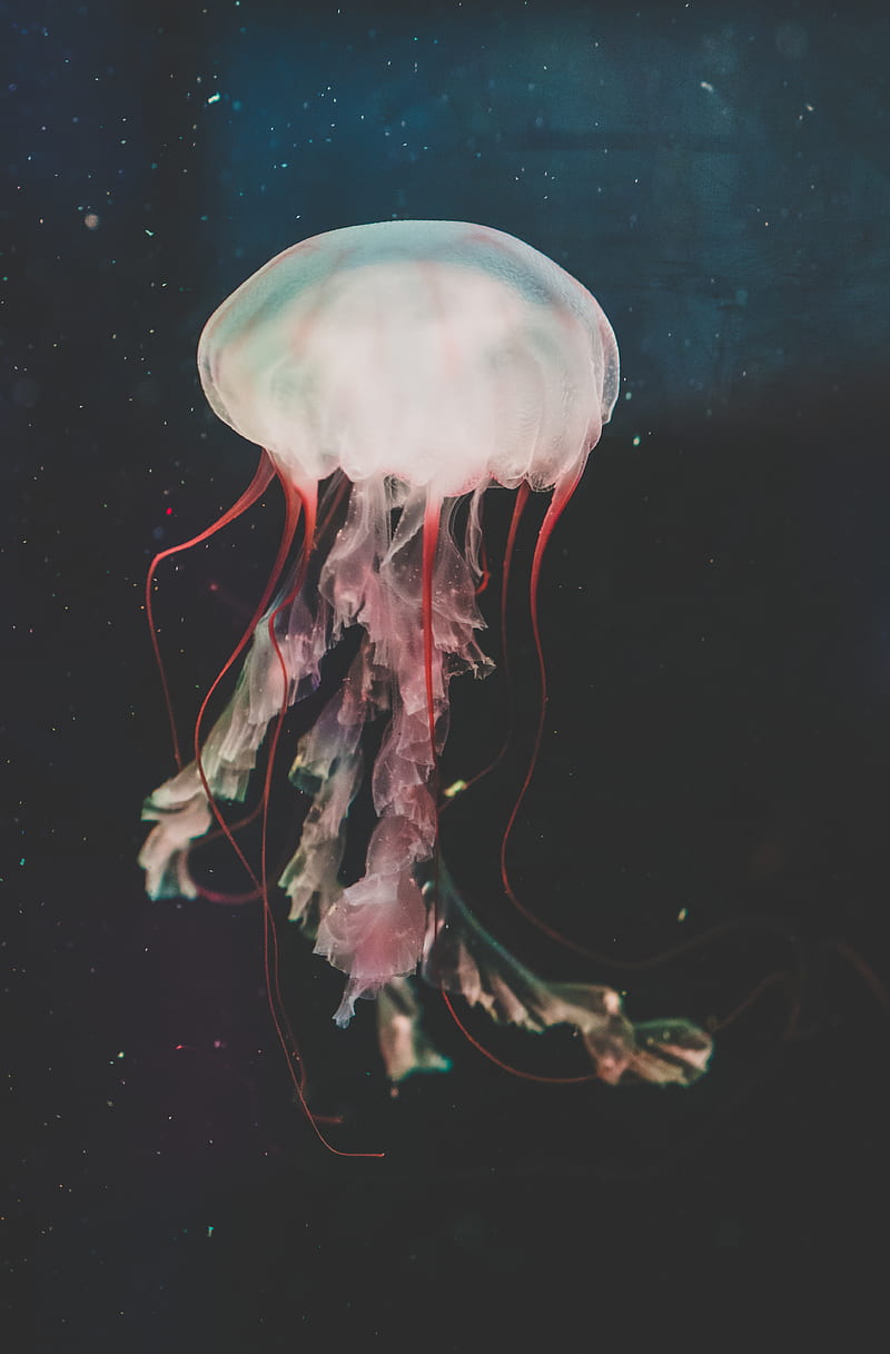 jellyfish, underwater world, tentacles, swimming, water, HD phone wallpaper