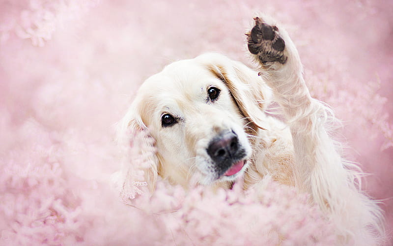 Golden Retriever, pink flowers, dog in flowers, bokeh, dogs, pets, labrador, Golden Retriever Dog, HD wallpaper