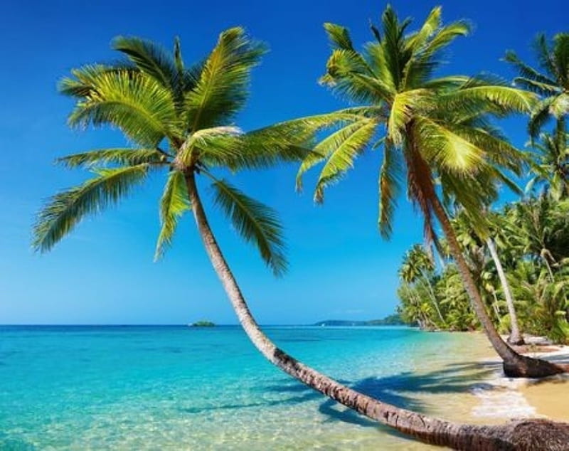 Tropical Beach With A Palm Trees Sea Beach Plam Island Hd Wallpaper Peakpx