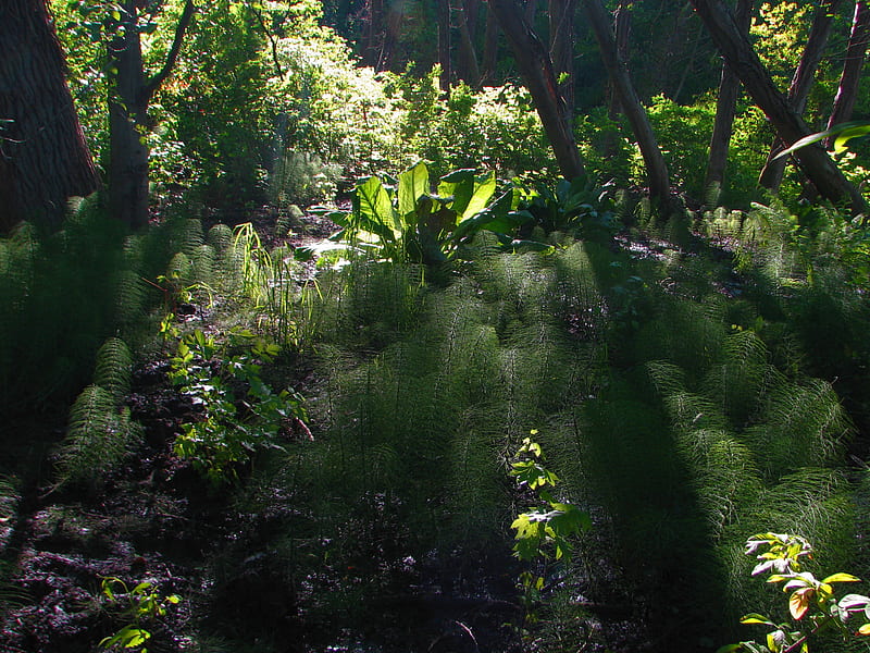 3 of 3 forest evening shadows near Dumas Bay, shadows, forest, green, highlights, HD wallpaper