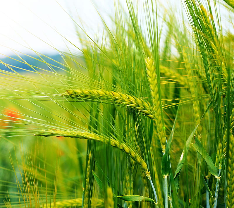 Wheat, crops, landscape, nature, senary, HD wallpaper