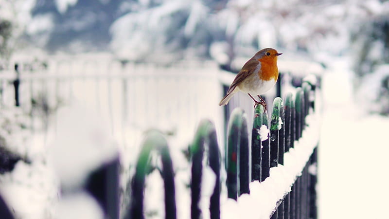 Robins In Snow, robins, birds, snow, HD wallpaper