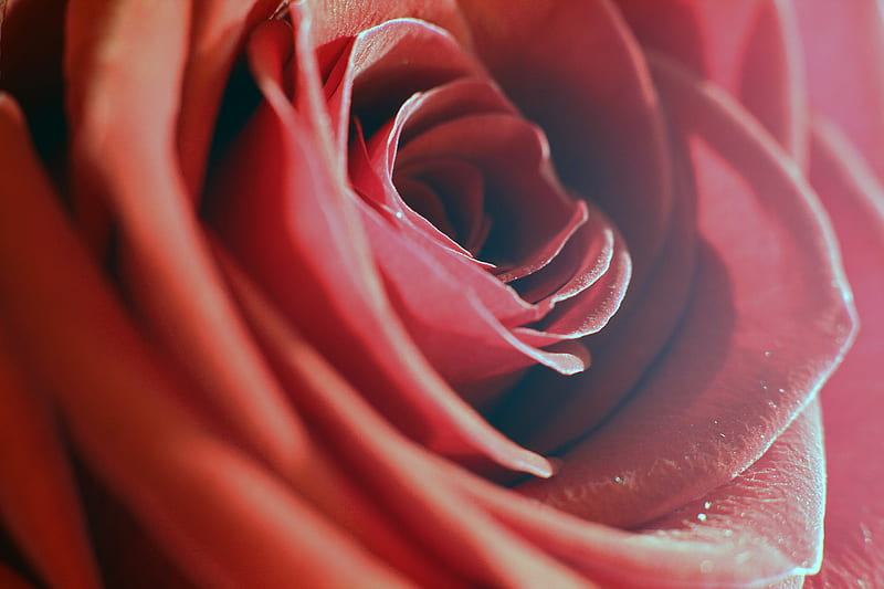 rose, red, macro, flower, petals, HD wallpaper