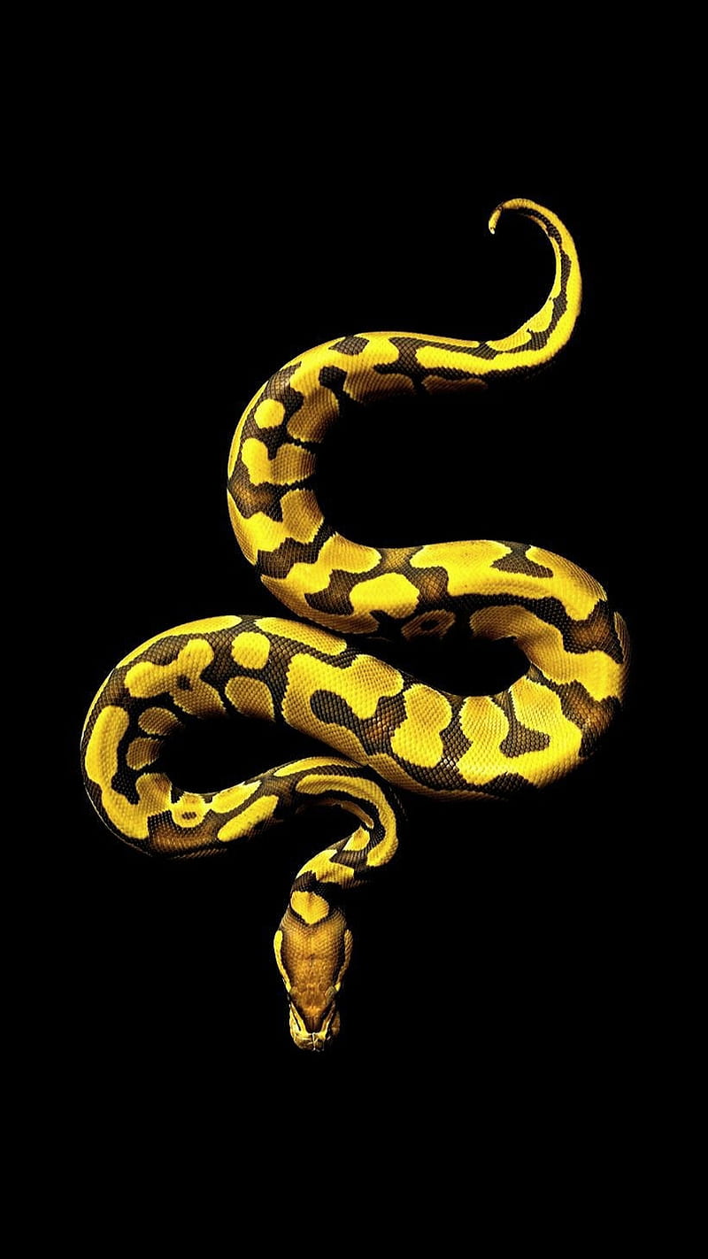 yellow snake, poison, snake, animal, black, yellow, HD phone wallpaper