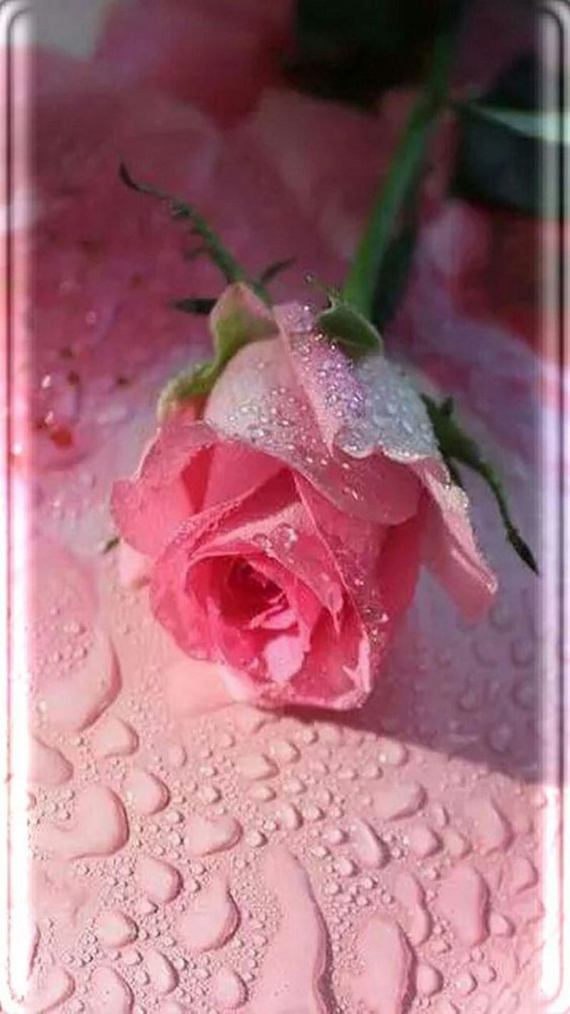 rose, edge, flowers, frozen, gold, love, pink, roses, samsung, sparkling, HD phone wallpaper