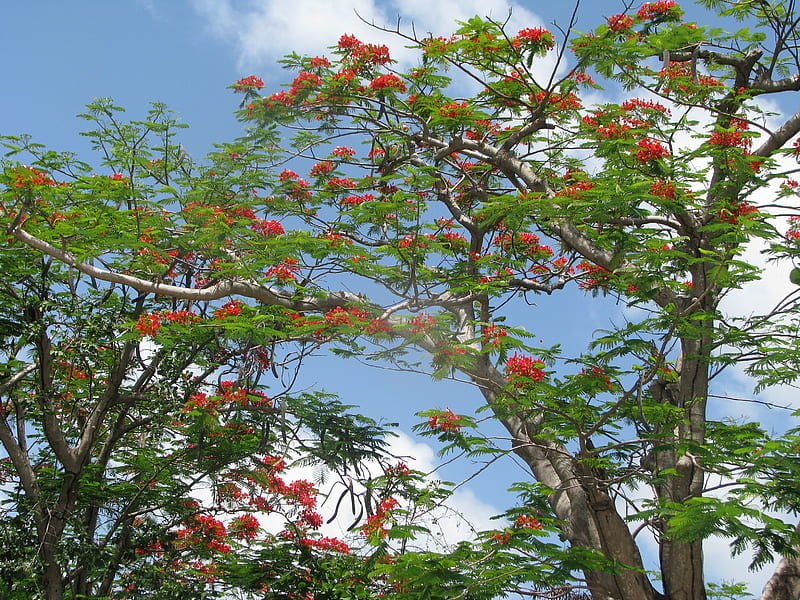 Flamboyant tree, island, HD wallpaper