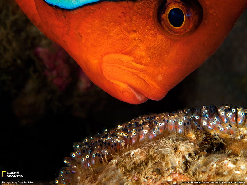 Tomato Clownfish- National Geographic selected, HD wallpaper