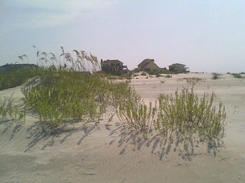 Dunes, NC, Sea Oats, Emerald Isle, HD wallpaper
