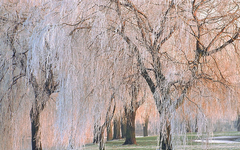 FROSTED WEEPING WILLOW, weeping willow, ice, tree, frosted, HD wallpaper