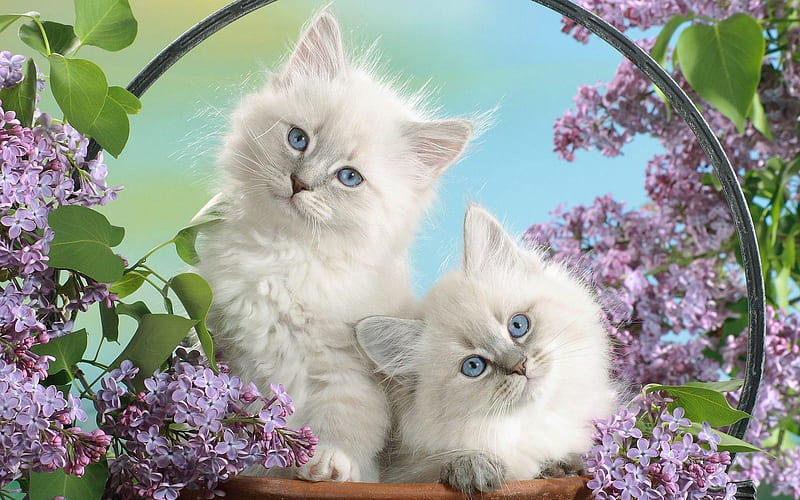 Blue Eyes and Lilac, lilac, kitty, cat, eyes, animals, blue, HD wallpaper