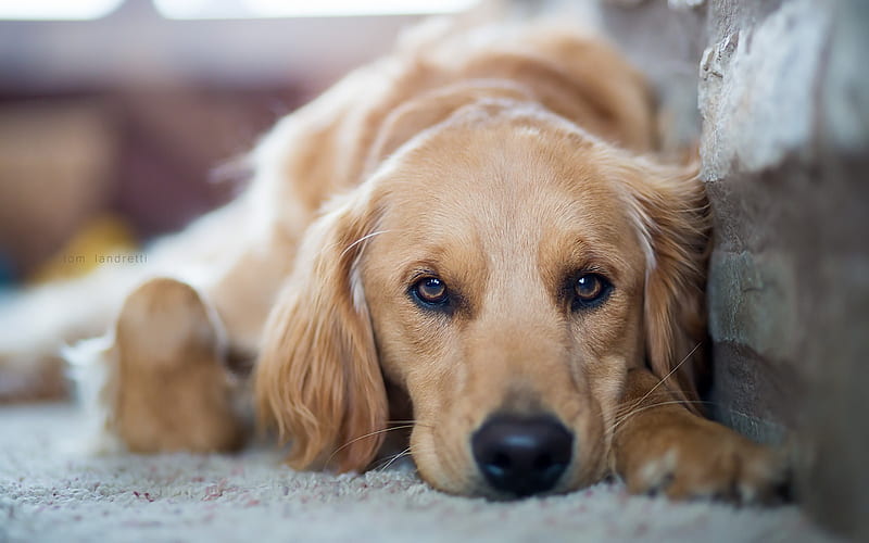 Golden Retriever, sad dog, labrador, dogs, close-up, pets, cute dogs, Golden Retriever Dog, HD wallpaper
