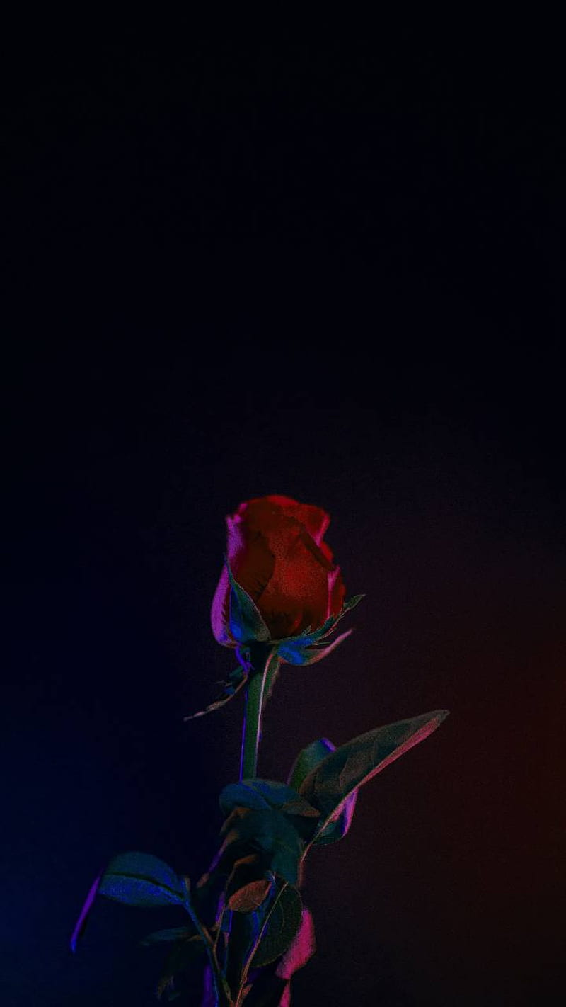 Dark rose, HD phone wallpaper