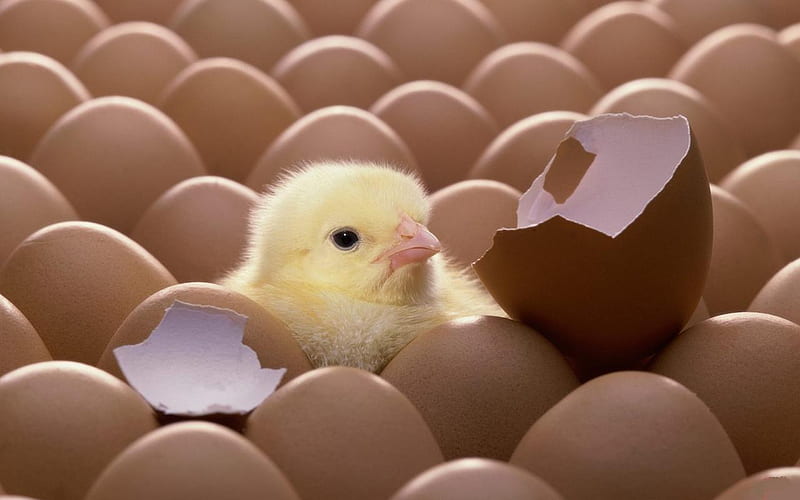 Chicken, cute, eggs, small, animals, HD wallpaper