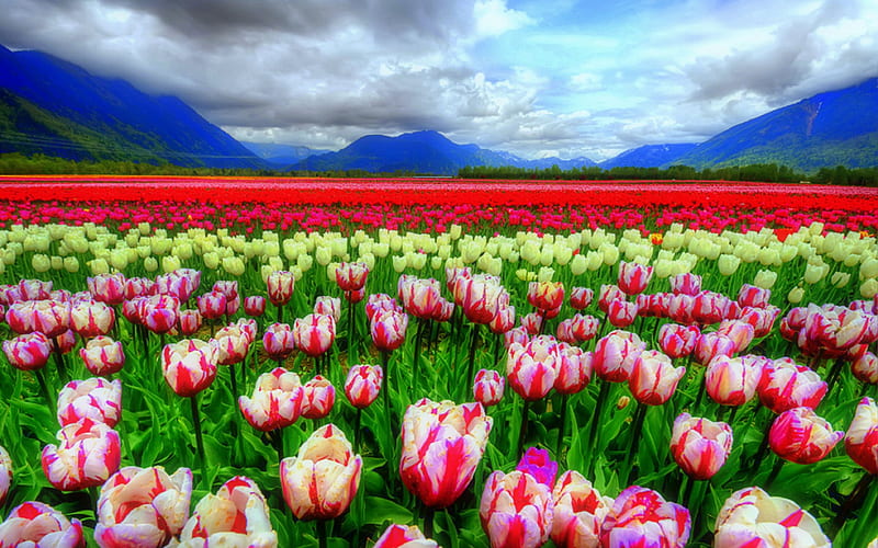 ★Gorgeous Tulip Sea★, love four seasons, places, spring, attractions in dreams, creative pre-made, seasons, graphy, Canada, landscapes, flowers, nature, fields, lovely flowers, tulips, HD wallpaper