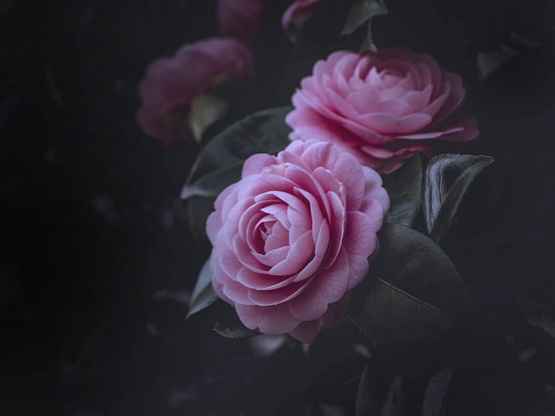 Roses, Flowers, Pink, Bush, Nature, HD wallpaper | Peakpx