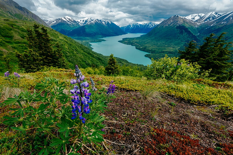 Slaughter Ridge, Cooper Landing, Alaska, plants, flower, trees, lake, landscape, HD wallpaper
