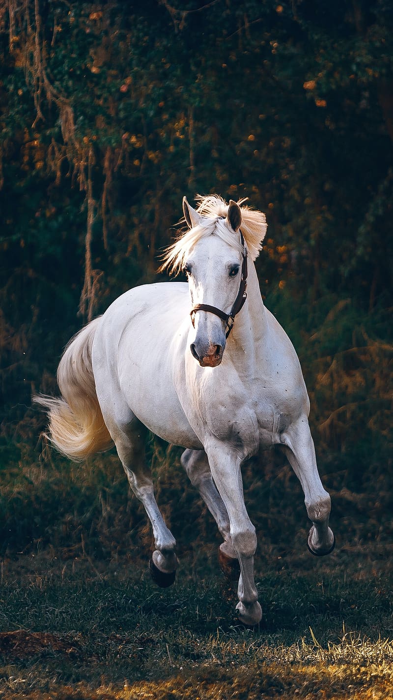 White Horse Running In The Forest, white horse, running, animal, domestic, trees, HD phone wallpaper