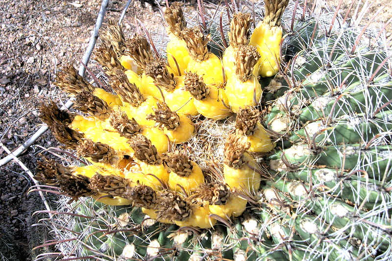 Cactus Fruit, desert botanical garden, desert, phoenix, arizona, barrel cactus, cactus, HD wallpaper