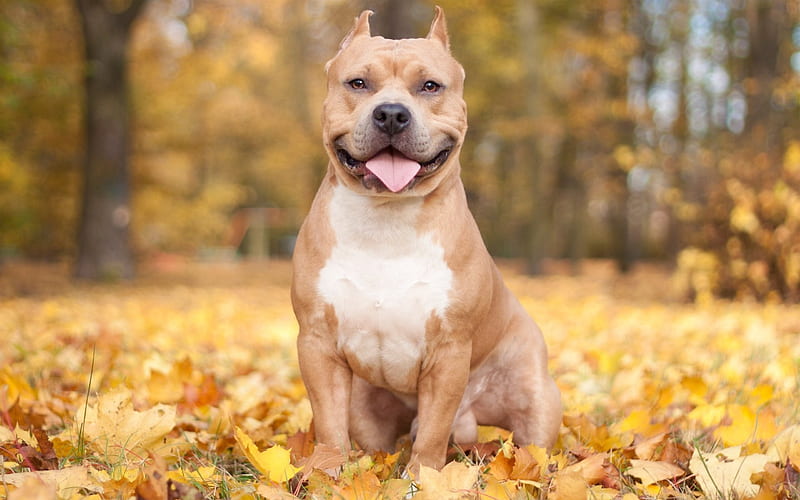 Fighting Dog, American Pit Bull Terrier, autumn, HD wallpaper