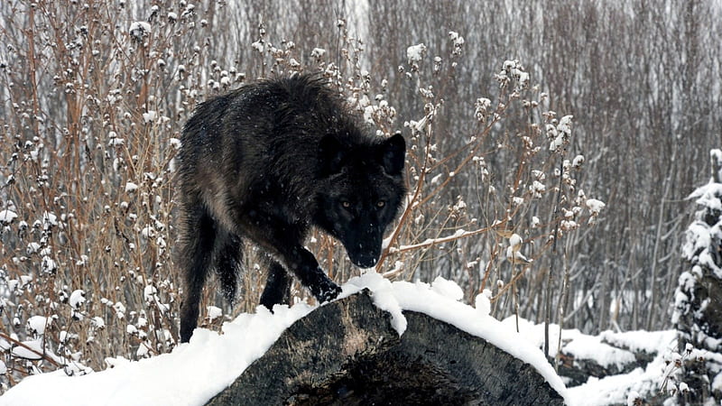 Lobo negro, bosque, nieve, lobo, árboles, animal, invierno, Fondo de  pantalla HD | Peakpx