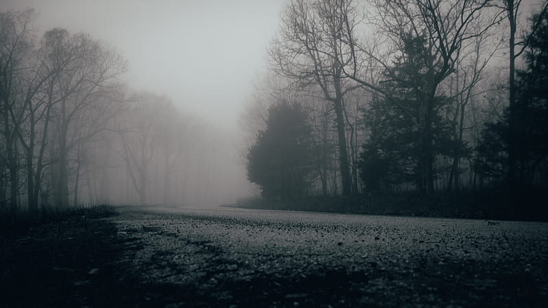 fog, trees, forest, gloomy, HD wallpaper