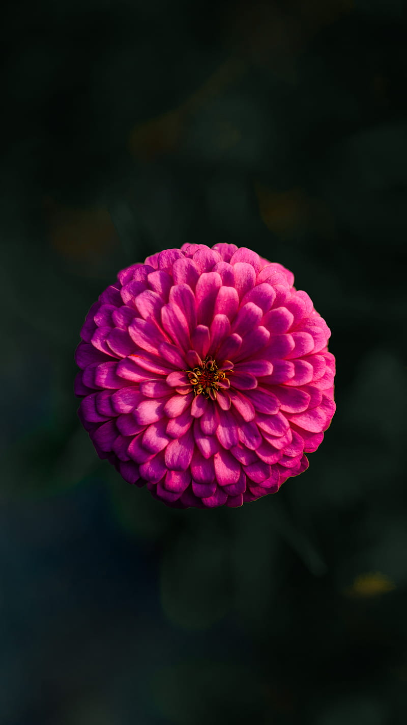 dahlia, flower, macro, blur, pink, HD phone wallpaper