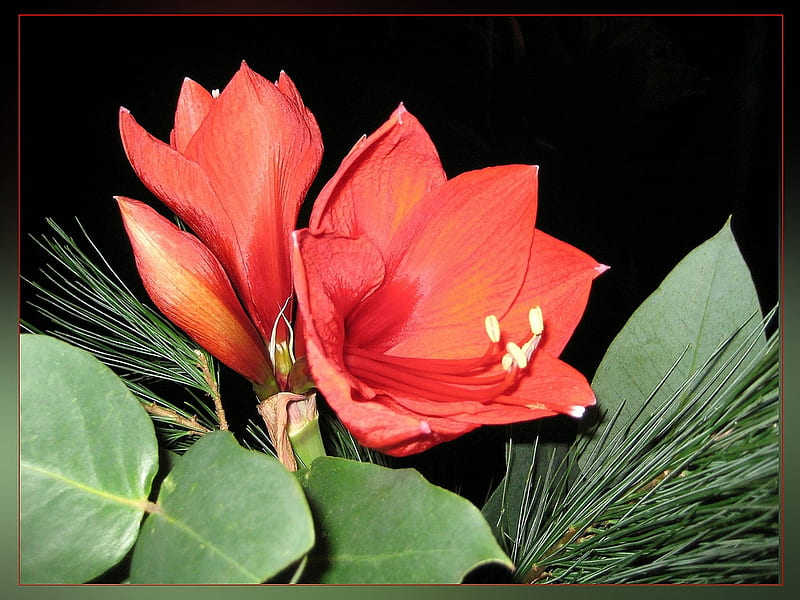 Amaryllis for Cinzia, pot flower, red, bonito, amaryllis, HD wallpaper