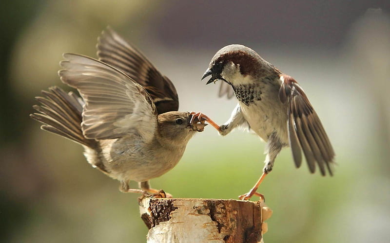 fighting sparrows-Cute animals, HD wallpaper