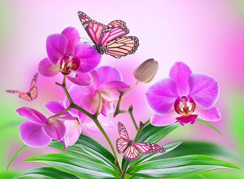 Orchids, bonito, butterflies, flowers, pink, HD wallpaper