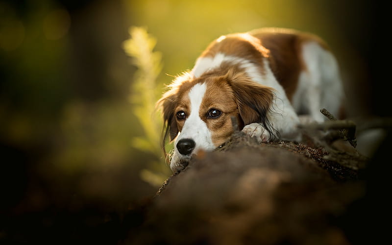 brown dog, sadness concepts, pets, cute animals, dogs, HD wallpaper