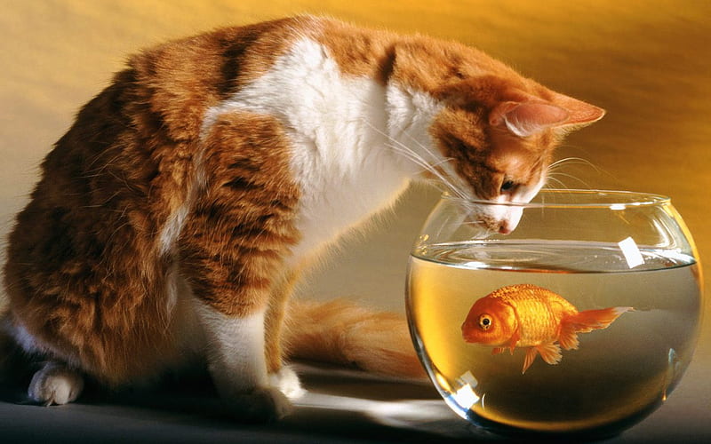Hmm-Delicious, funny, cat, fish, bowl, HD wallpaper