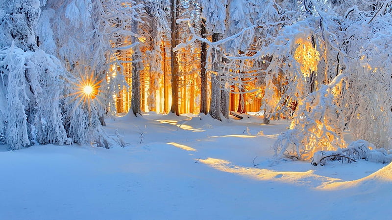 Sun in winter forest, forest, glow, sun, bonito, trees, winter, rays, snow, morning, HD wallpaper