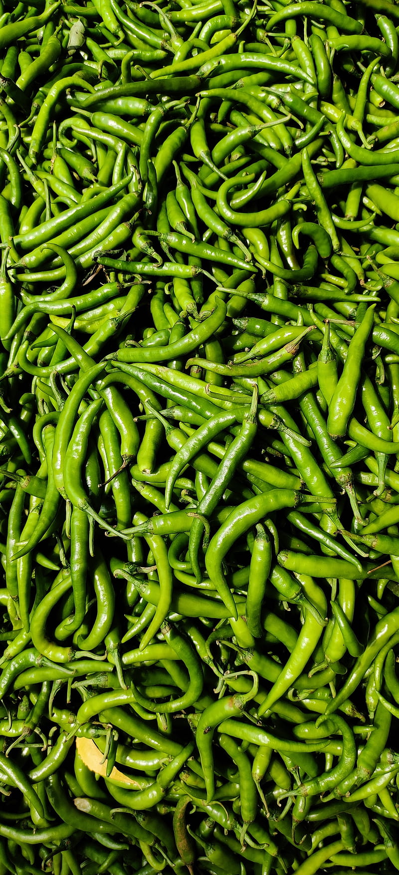 Pachai milagaai, fresh, green chilli, pachai milagai, peppers, vegetables, HD phone wallpaper