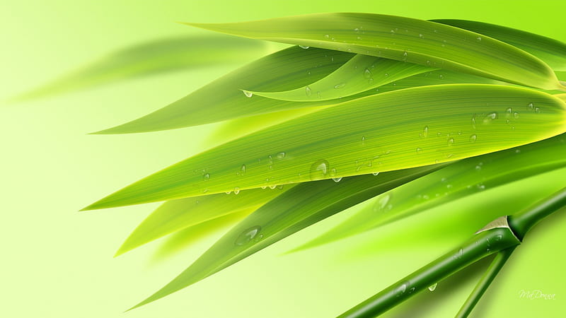 Early Morning Bamboo, fresh, dew, bamboo, lime, chartreuse, tree, leaves, water, green, HD wallpaper